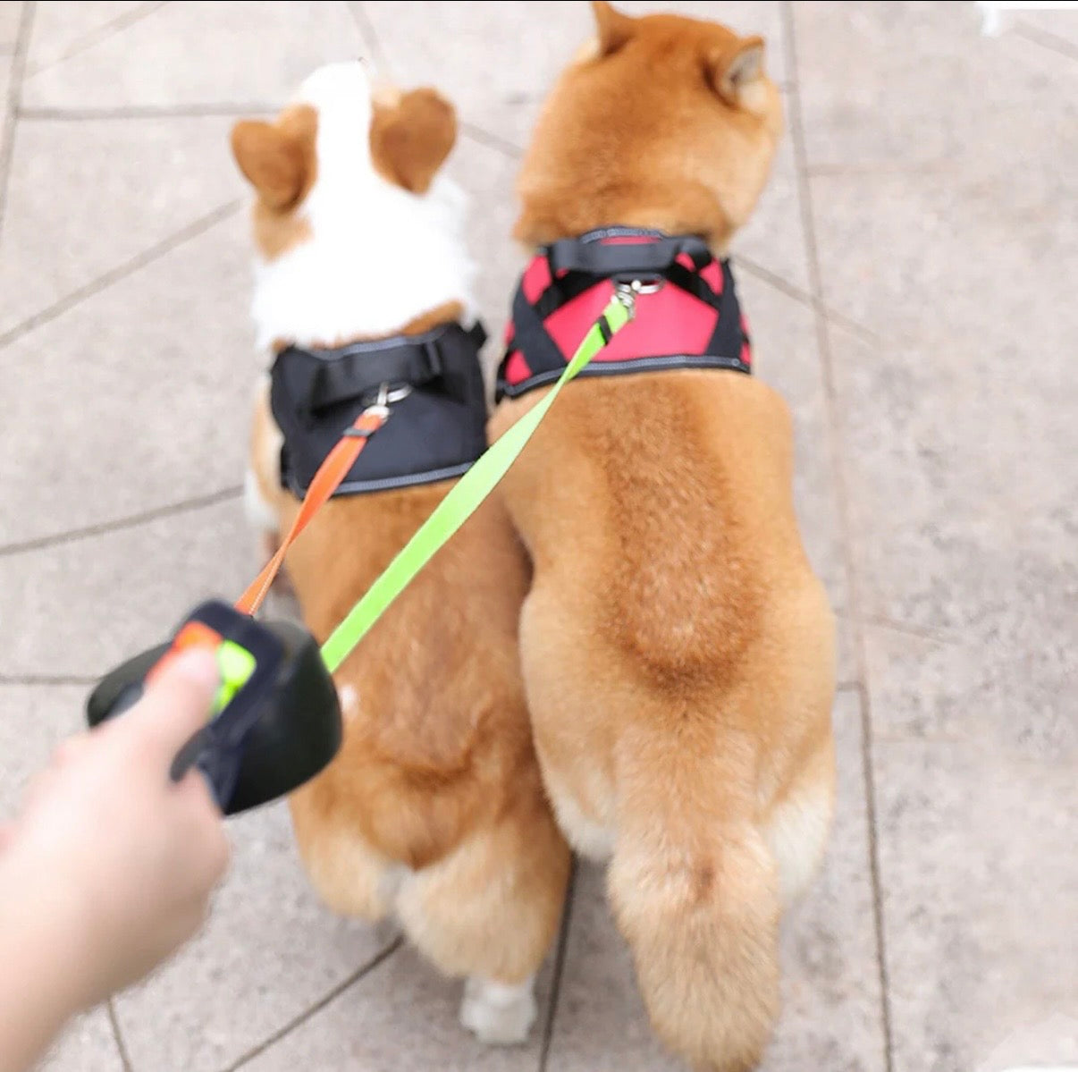 Dual Retractable Dog Leash for 2 Dogs | 2026 Enhanced Edition